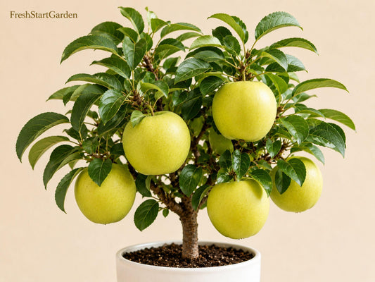 Mutsu Crispin Apple Tree Bare Root – Grafted Malus domestica for Orchard, Edible Landscape, Backyard Garden