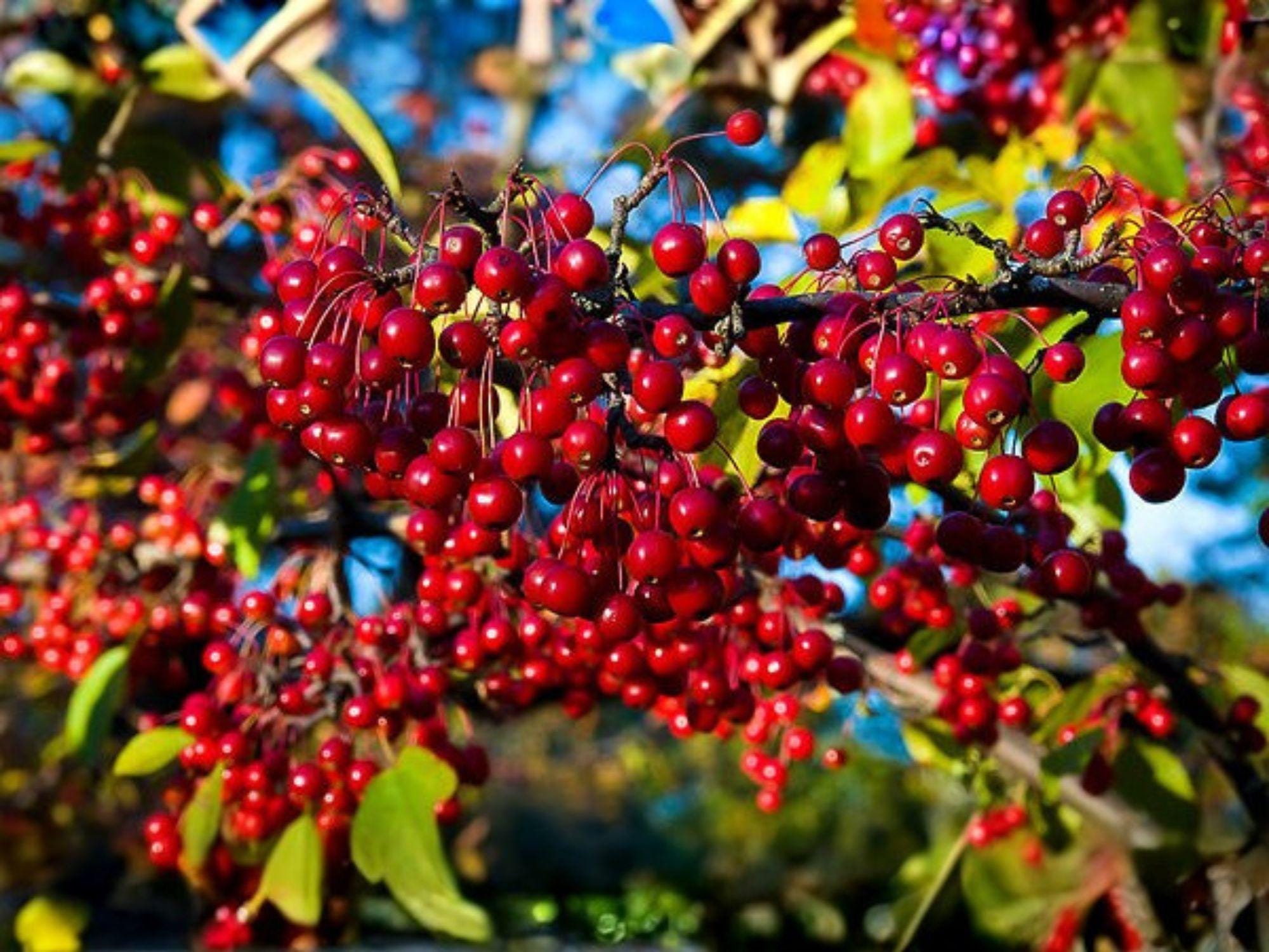 Red Chokeberry Shrub 4 Inch Pot, Aronia arbutifolia, Native Plant, Seasonal Color, Pollinator-Friendly, Erosion Control, Wildlife Garden