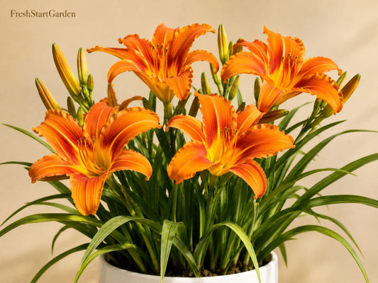 Orange Daylily Bare Root Plant – Hemerocallis spp. Perennial, Vibrant Orange Flowers, Pollinator-Friendly, Hardy Garden Flower