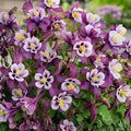 Early Bird Purple & White Columbine (Aquilegia) – Hummingbird Attracting Perennial Wildflower, 1 Live Plant