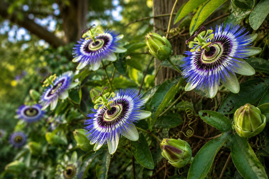 Hardy Blue Crown Passion Flower Plant | Small Rooted Starter | Passiflora caerulea | Climbing Vine for Garden & Containers