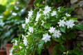 Maid of Orleans Jasmine Plant - Rooted Starter, Fragrant White Flowers, Jasminum sambac, Indoor/Outdoor Garden Plant