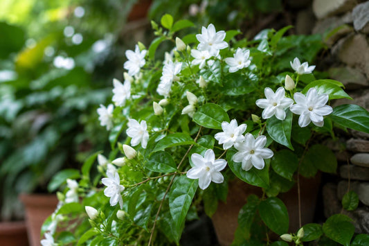 Maid of Orleans Jasmine Plant - Rooted Starter, Fragrant White Flowers, Jasminum sambac, Indoor/Outdoor Garden Plant