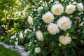 Live Starter Plant - Jury's Yellow Camellia Japonica - Unique Bloom, Hardy Shrub, USA Seller