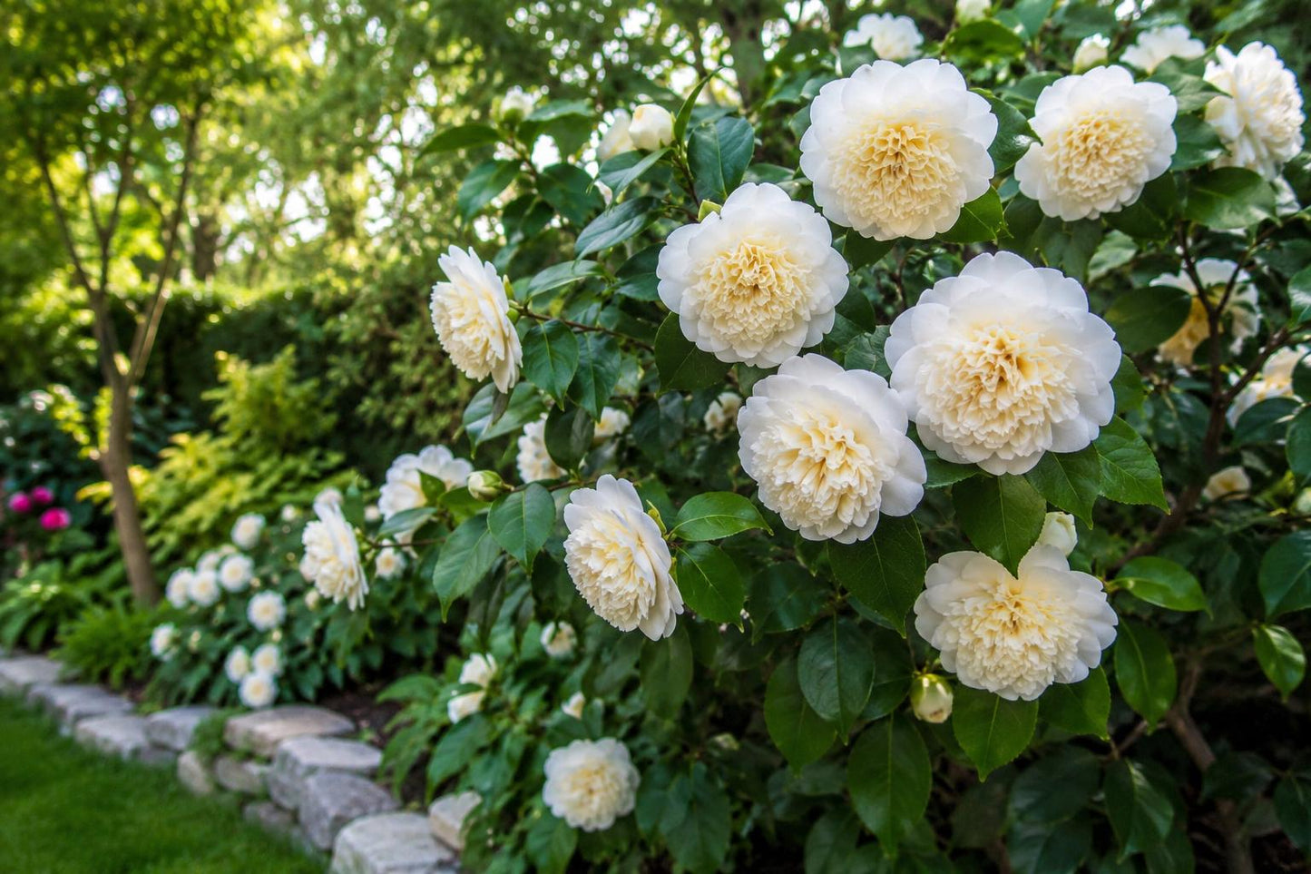 Live Starter Plant - Jury's Yellow Camellia Japonica - Unique Bloom, Hardy Shrub, USA Seller