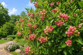 Pink Lemonade Blueberry Bush Starter Plant – Vaccinium corymbosum – Edible Landscape, Pink Berries, USA Grown