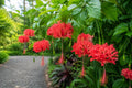 Rooted Chinese Lantern Hibiscus Starter Plant - Hibiscus schizopetalus, Fringed Petals, Pot-Ship in, Exotic Garden, Pollinator Attracting