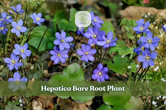 15 Hepatica Bare Root Plants | Woodland Perennial Rhizomes | Anemone hepatica Shade Garden Wildflower