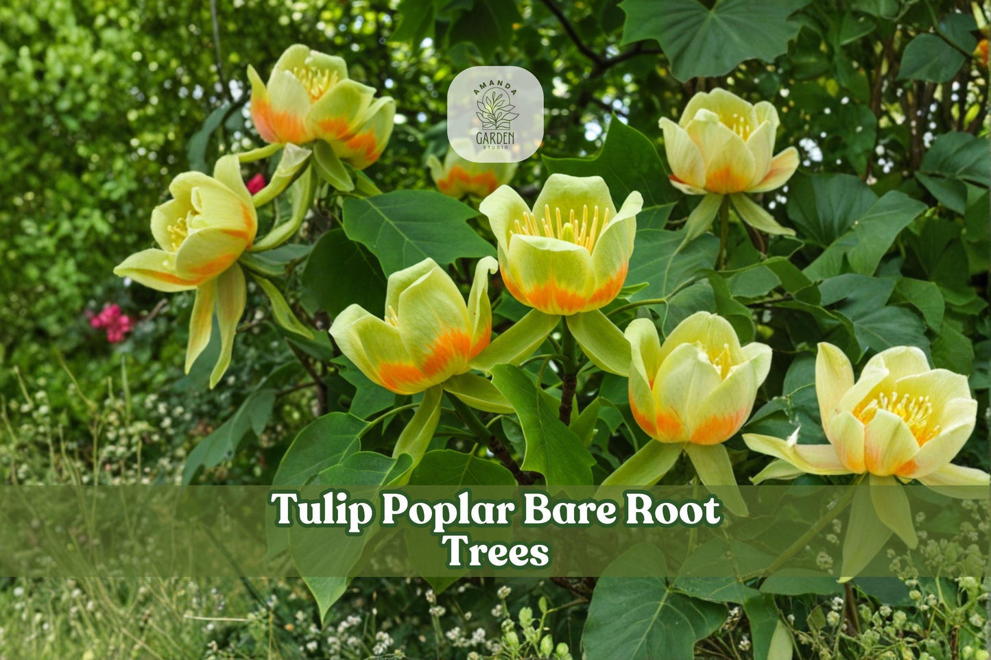 2 Tulip Poplar Bare Root Trees | Native Deciduous Shade Trees | Liriodendron tulipifera Seedlings for Landscaping