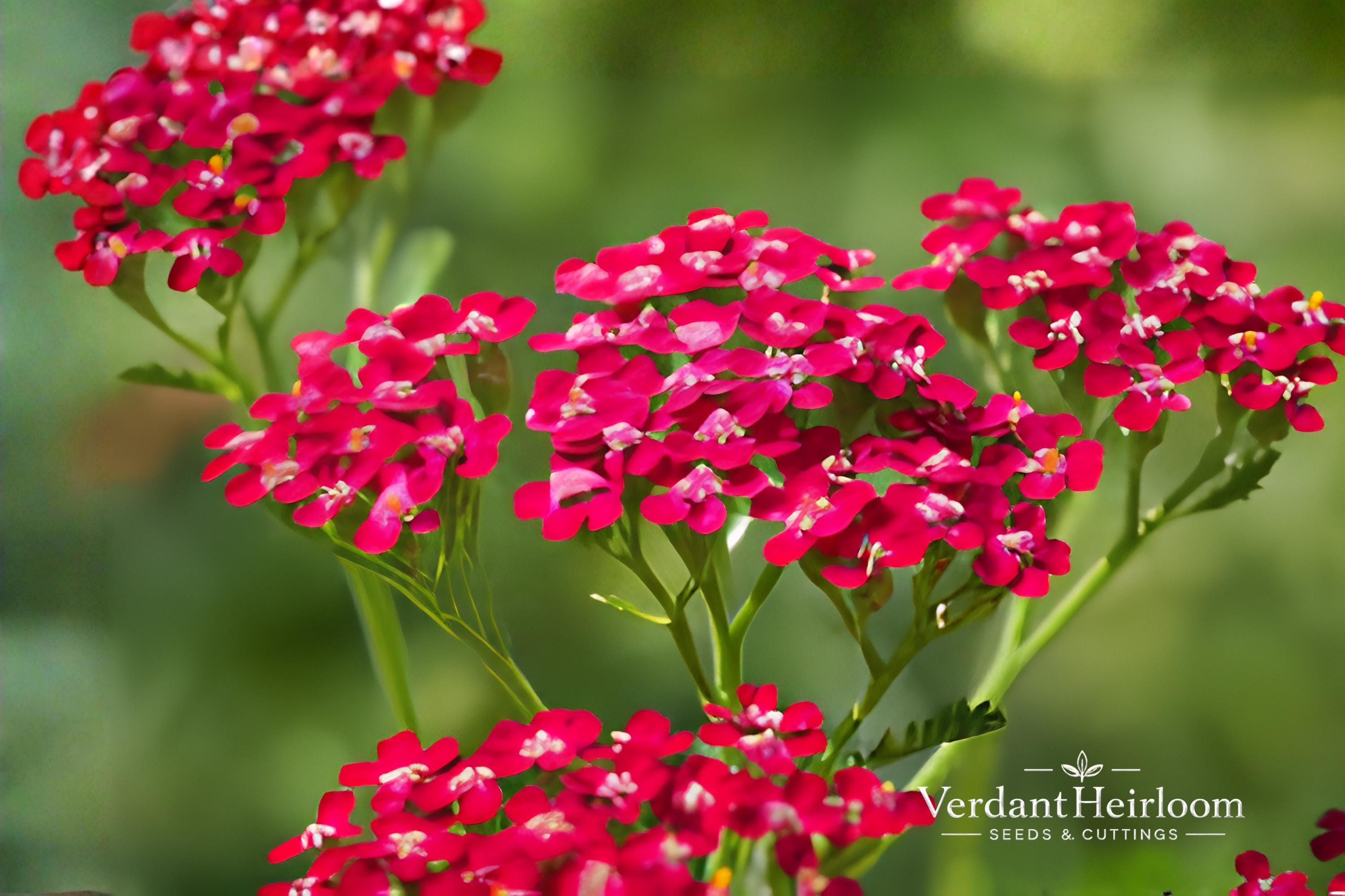 Vintage Red Yarrow Bare Root Plants – Achillea millefolium, Perennial Flowering Plants, Red Clusters, Full Sun, 2 Pack