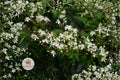 Virgin's Bower Seeds 50 Clematis virginiana Native Climbing Vine with Fragrant White Flowers for Pollinators