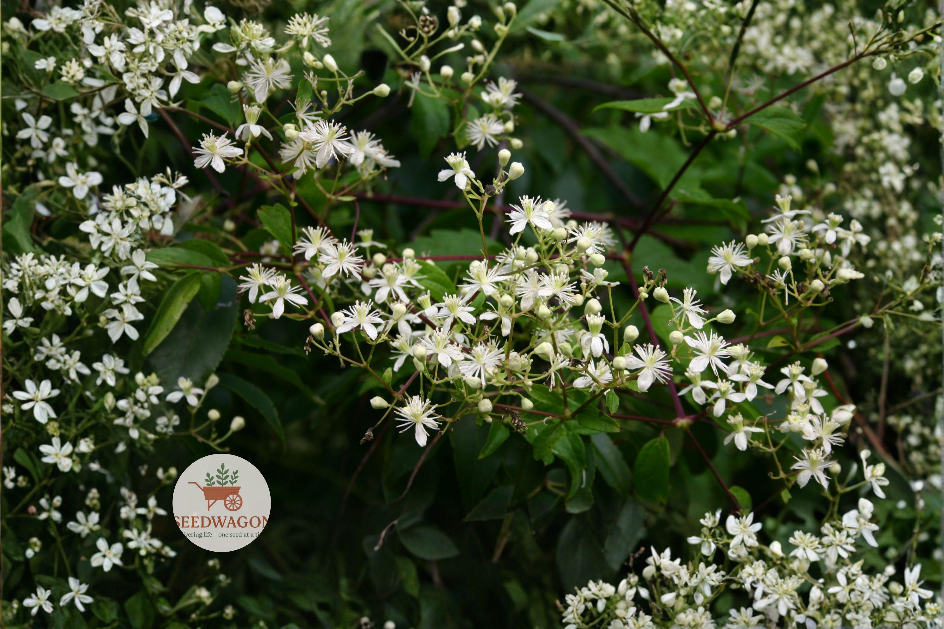 Virgin's Bower Seeds 50 Clematis virginiana Native Climbing Vine with Fragrant White Flowers for Pollinators