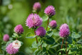 Red Clover Seeds 100 Trifolium pratense Pollinator Cover Crop Wildflower Plant for Bees & Butterflies