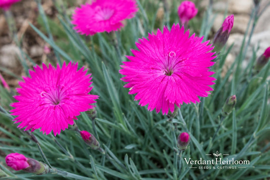 Neon Star Dianthus Plant – Fragrant Pink Perennial Starter – Dianthus 'Neon Star' Bare Root Flowering Plant