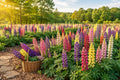 Russell Lupine Seeds - 120 Heirloom Flower Seeds - Tall Spikes - Easy Grow - Lupinus polyphyllus