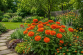 Orange Zinnia Seeds - 100 Premium Heirloom Zinnia elegans for Bright Garden Flowers, Cut Flowers, and Borders