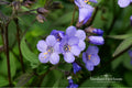 Heaven Scent Jacob's Ladder Bare Root Plant – Polemonium hybrid – Blue-purple blooms, Perennial, Shade garden, 6+ inches