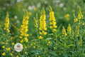 Yellow Sweet Clover Seeds – Melilotus officinalis Pollinator Wildflower Cover Crop – Attracts Bees & Butterflies