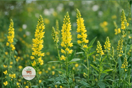 Yellow Sweet Clover Seeds – Melilotus officinalis Pollinator Wildflower Cover Crop – Attracts Bees & Butterflies