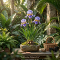 Dwarf Crested Iris Bare Root Plants | Iris cristata Native Wildflower Ground Cover | Spring Blooming Perennial