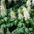 Bottlebrush Buckeye Live Shrub – Native Aesculus parviflora Bare Root Plant, 6"+ Tall, Autumn Foliage, Wildlife Attractant