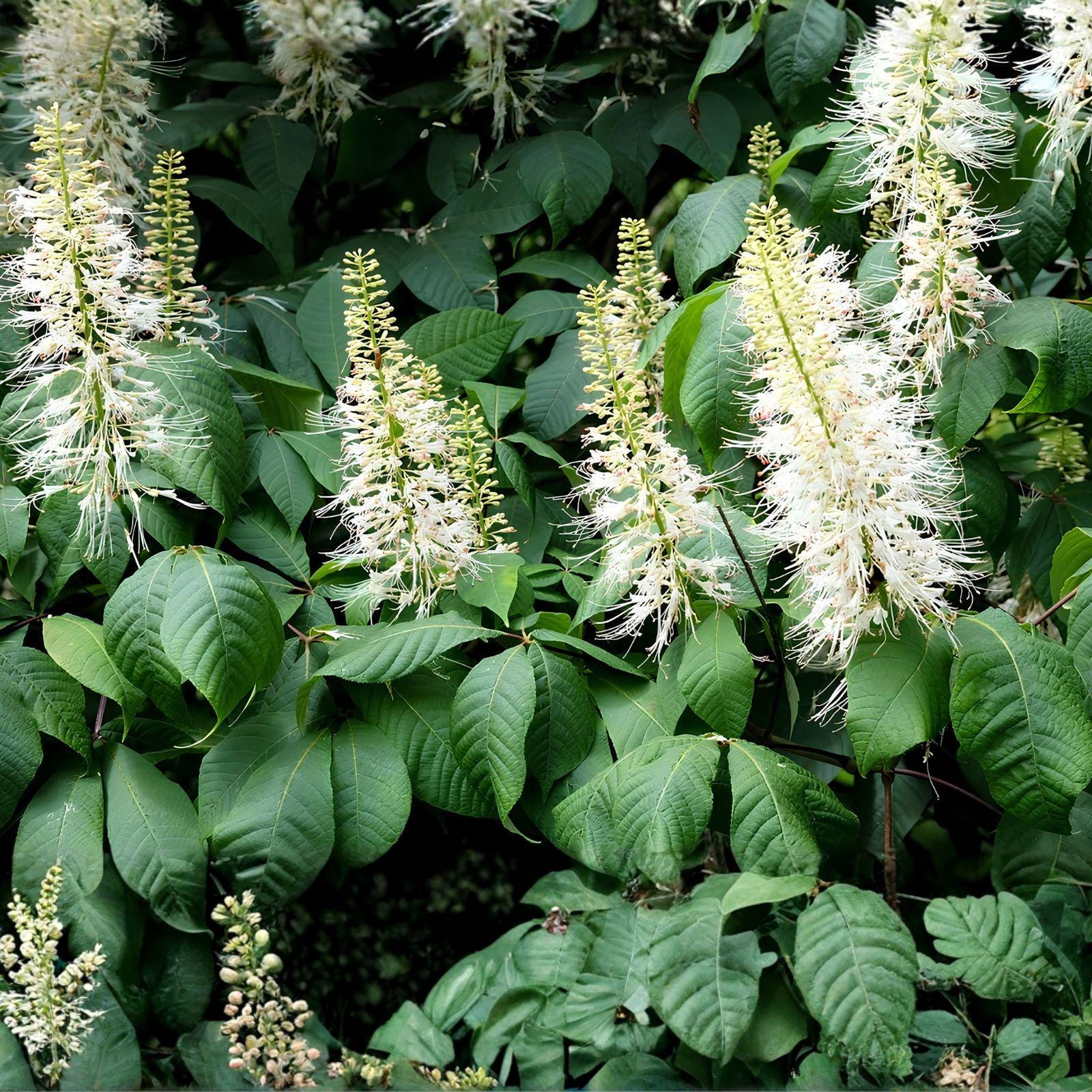 Bottlebrush Buckeye Live Shrub – Native Aesculus parviflora Bare Root Plant, 6"+ Tall, Autumn Foliage, Wildlife Attractant