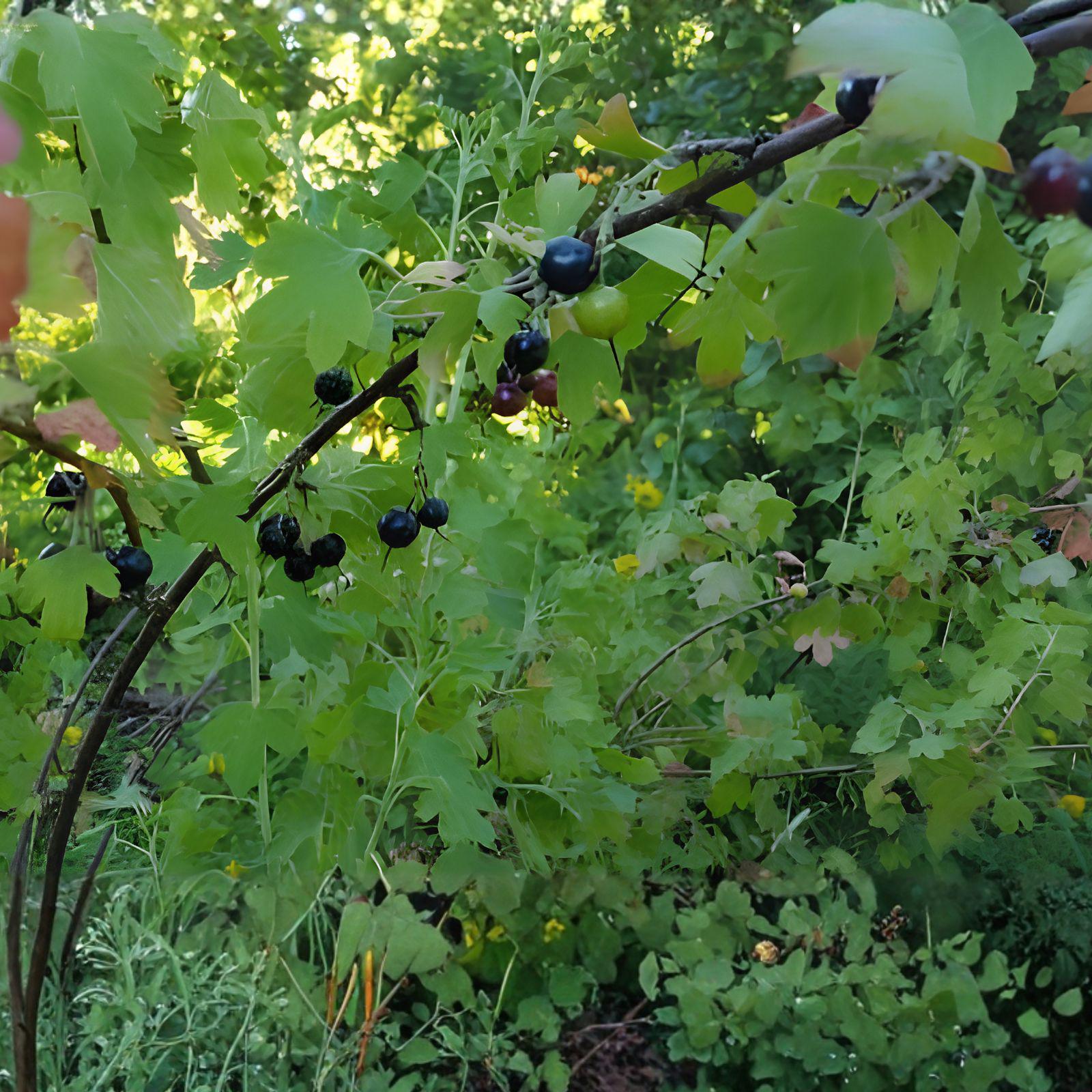 Jostaberry Gooseberry Bush Cuttings – Unrooted Fruit Shrub for Propagation, Ribes × nidigrolaria