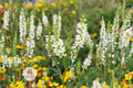 White Sweet Clover Seeds 100 – Melilotus alba Flowering Cover Crop for Pollinator Gardens and Wildflower Meadows