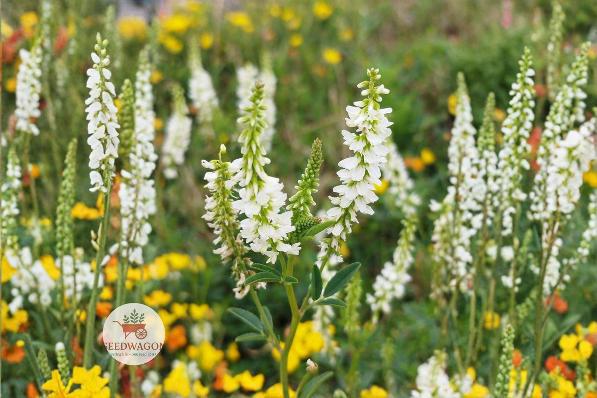 White Sweet Clover Seeds 100 – Melilotus alba Flowering Cover Crop for Pollinator Gardens and Wildflower Meadows