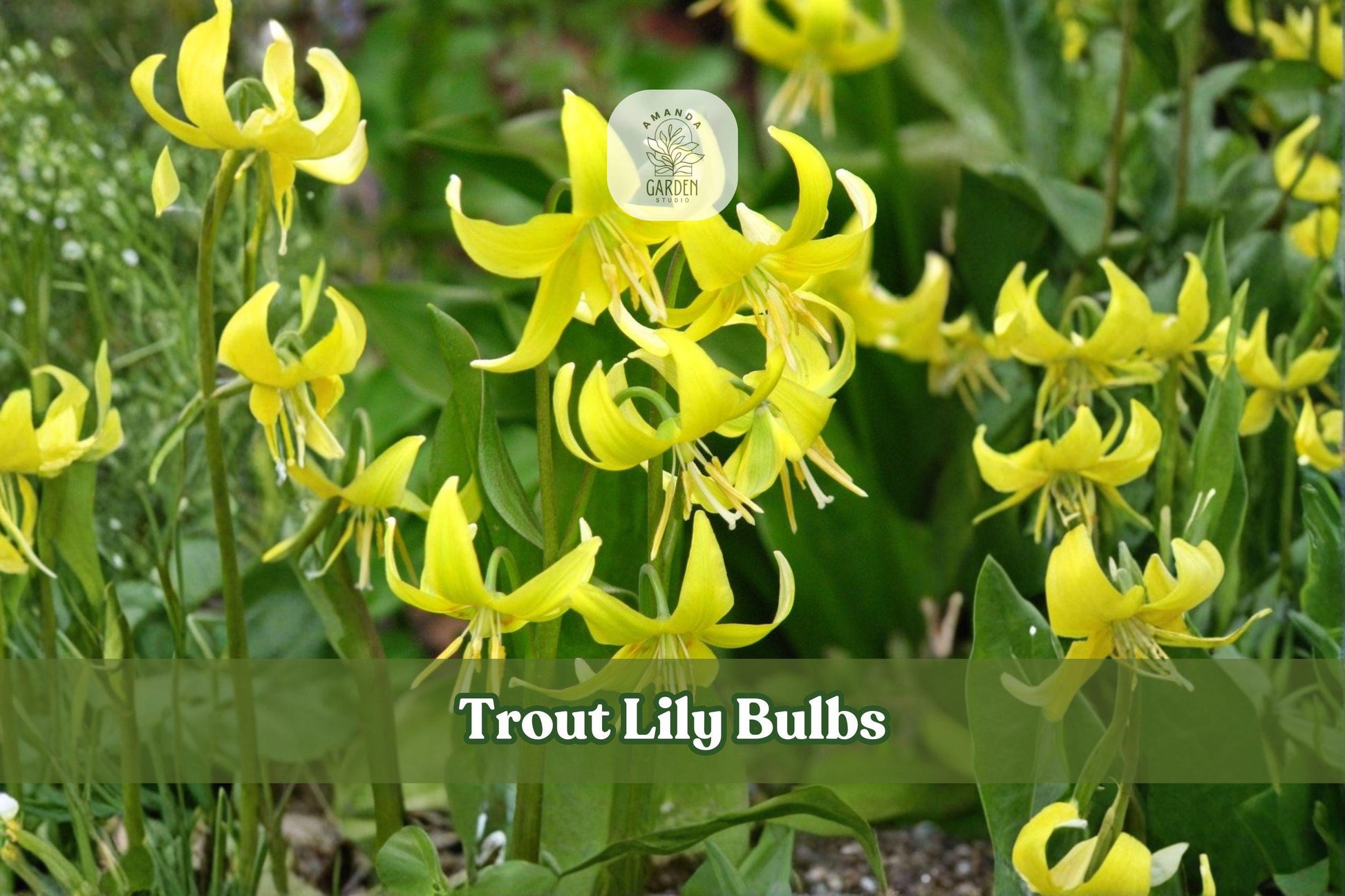 Trout Lily Bulbs | Erythronium americanum | Native Wildflower for Shade Gardens & Woodland Landscapes