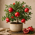 Parfianka Pomegranate Live Starter Plant, Edible Fruit Tree, Punica granatum, Small Bush, Ornamental & Fruitful Garden Plant
