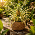 Variegated Pineapple Starter Plants, Ananas comosus, Tropical Edible Fruit, Ornamental Bromeliad, Container Garden, 5 Pack