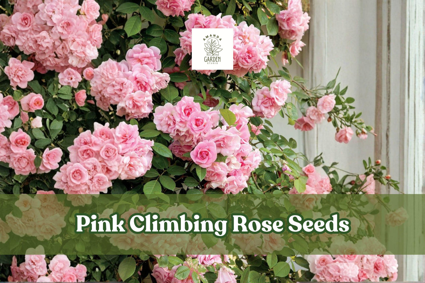 Pink Climbing Rose Seeds – Heirloom Flowering Vine for Trellises, Arbors, Fences, Cottage Gardens, Rosa spp.