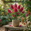 Torch Glow Bougainvillea Starter Plant – Tropical Flowering Shrub, Vibrant Ornamental Garden Live Plant