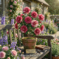 Emmett Pfingsti Camellia Japonica Starter Plant – Evergreen Flowering Shrub with Unique Blooms, Ornamental Foliage, Rare Camellia