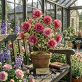 Faith Variegated Camellia Japonica Live Plant – Evergreen Flowering Shrub with Variegated Blooms, Glossy Foliage, 6–12 Feet