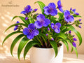 Virginia Spiderwort Bare Root Plant – Pollinator-Friendly Perennial with Blue-Violet Flowers – Tradescantia virginiana