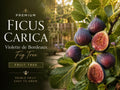 Violette de Bordeaux Fig Tree – Dwarf Ficus Carica for Container Gardens & Edible Landscaping