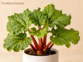 Victoria Rhubarb Bare Root Plant – Heirloom Perennial Edible Garden Vegetable – Rheum rhabarbarum