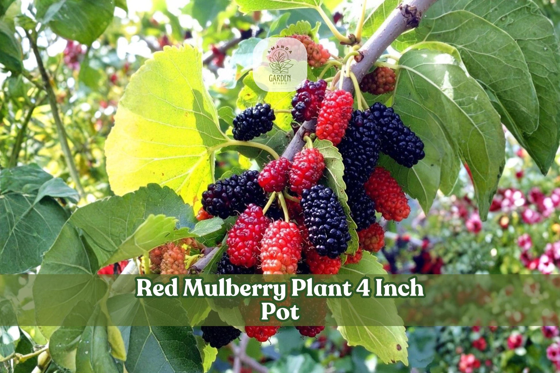 Red Mulberry Live Tree Seedling 4-Inch Pot Morus rubra Native Fruit Tree 6–10 Inches Tall