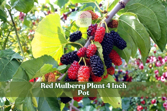 Red Mulberry Live Tree Seedling 4-Inch Pot Morus rubra Native Fruit Tree 6–10 Inches Tall