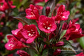 Java Red Weigela Live Plant – Flowering Shrub with Pink Blooms, Purple-Green Foliage, Weigela florida 'Java Red'