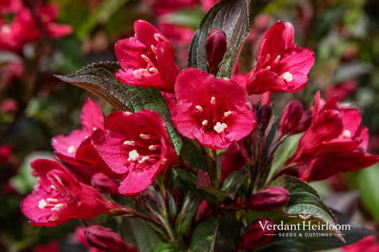 Java Red Weigela Live Plant – Flowering Shrub with Pink Blooms, Purple-Green Foliage, Weigela florida 'Java Red'