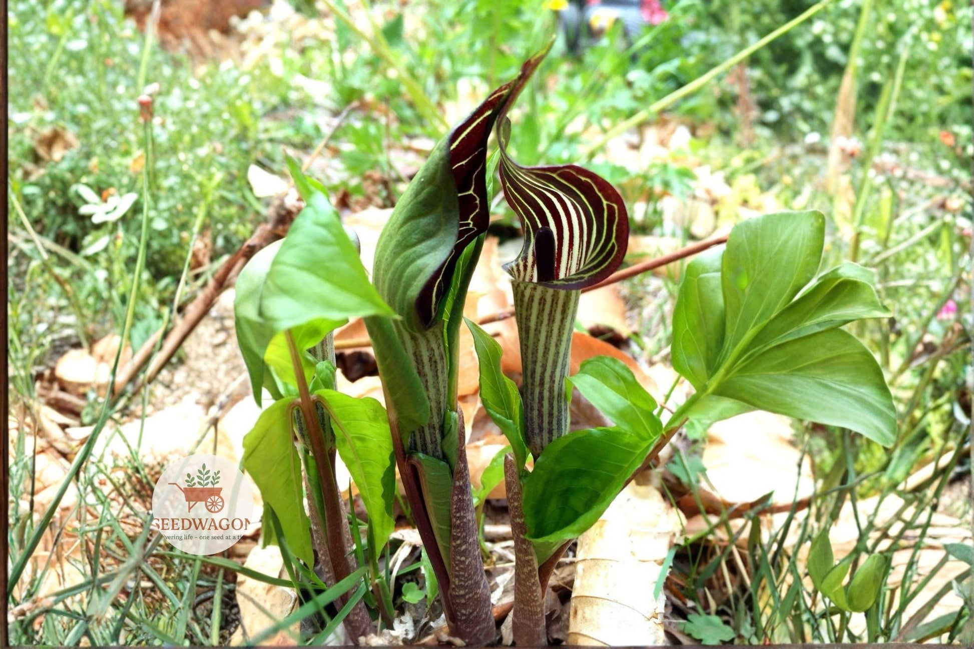 Jack-in-the-Pulpit Seeds – Arisaema triphyllum Native Woodland Perennial for Shade Gardens, 5 Seeds