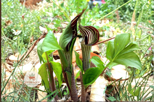 Jack-in-the-Pulpit Seeds – Arisaema triphyllum Native Woodland Perennial for Shade Gardens, 5 Seeds