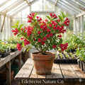 Red Weigela florida Bare Root Shrubs – 3 Flowering Ornamental Plants for Borders, Hedges, Pollinator Gardens