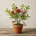 Variegated Weigela florida Bare Root Shrub | Ornamental Flowering Bush with Cream-Edged Foliage