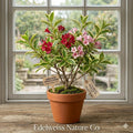 Variegated Weigela florida Bare Root Shrubs | Pink Flowers, Ornamental Garden Plants