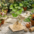 Ginkgo biloba Bare Root Tree | Maidenhair Ornamental Fall Color | Live Plant for Landscaping & Gardens