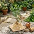 Baptisia | Native Wildflower Perennial | False Indigo Bare Root Plant | Pollinator-Friendly Blue Flowers